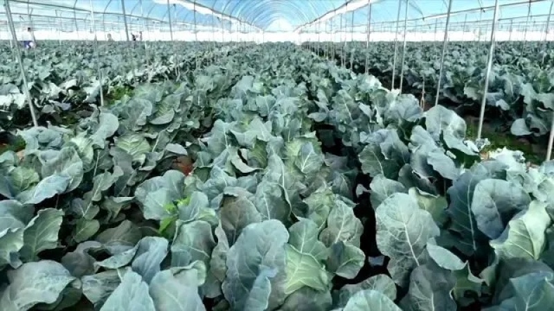 西蓝花种植基地甘肃玉门西蓝花产业联盟2025年西蓝花产业