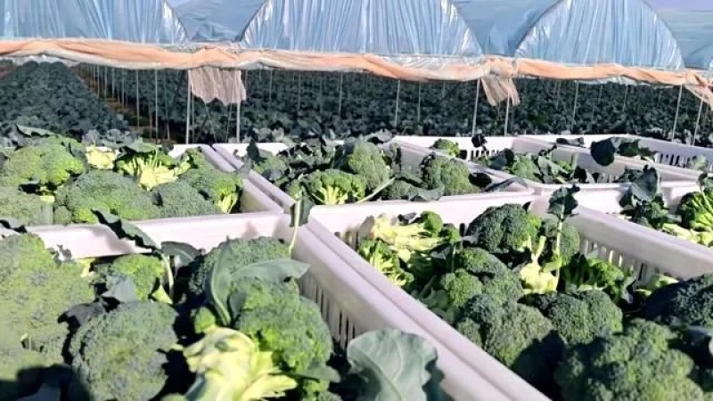 西蓝花种植基地甘肃玉门西蓝花产业联盟2025年西蓝花产业