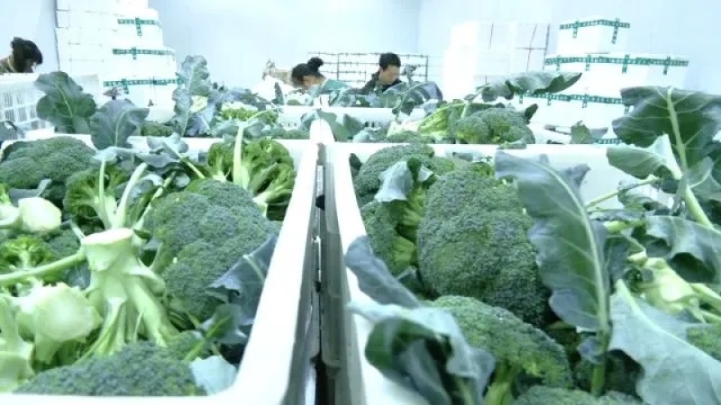 西蓝花种植基地甘肃玉门西蓝花产业联盟2025年西蓝花产业