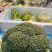 西蓝花种植基地甘肃玉门西蓝花产业联盟2025年西蓝花产业