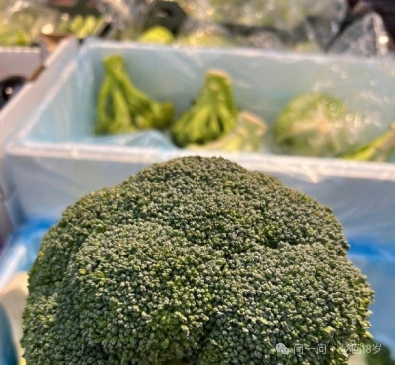 西蓝花种植基地甘肃玉门西蓝花产业联盟2025年西蓝花产业