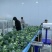 西蓝花种植基地甘肃玉门西蓝花产业联盟2025年西蓝花产业