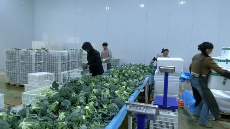 西蓝花种植基地甘肃玉门西蓝花产业联盟2025年西蓝花产业