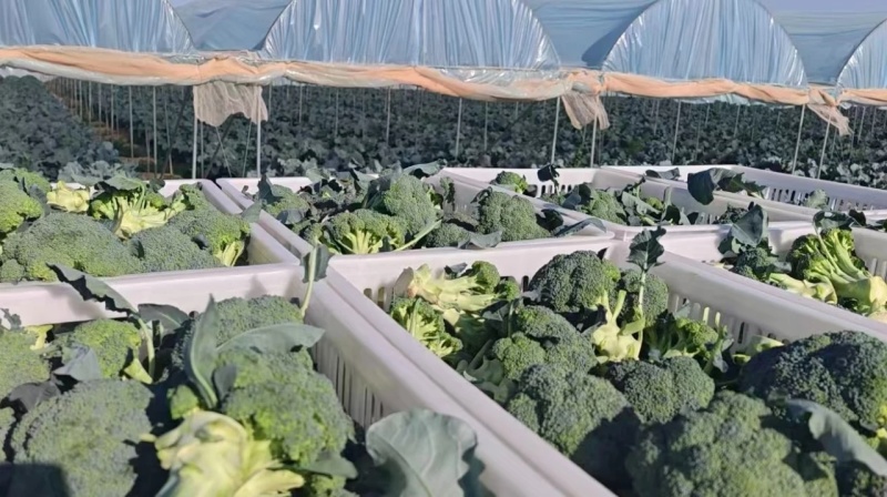 西蓝花种植基地甘肃玉门西蓝花产业联盟2025年西蓝花产业