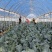 西蓝花种植基地甘肃玉门西蓝花产业联盟2025年西蓝花产业