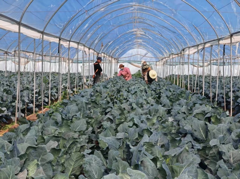 西蓝花种植基地甘肃玉门西蓝花产业联盟2025年西蓝花产业