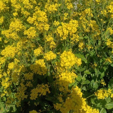 高科凌油9油菜种子高产高油矮杆耐寒抗病抗倒伏