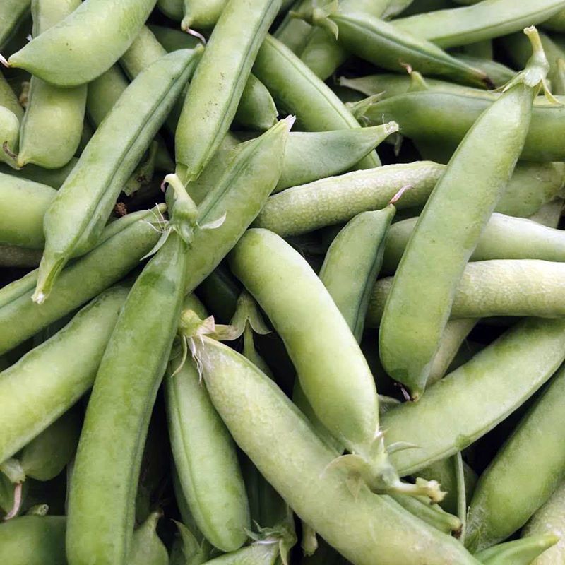 奇珍76甜脆水果豌豆种子蔓生白花绿荚秋播甜豌豆种纤维少抗