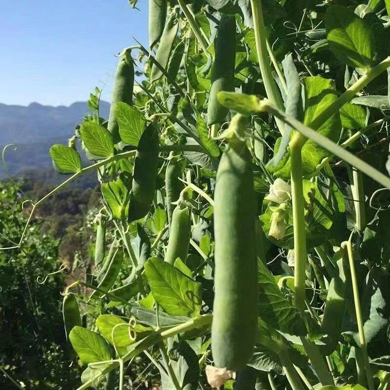奇珍76甜脆水果豌豆种子蔓生白花绿荚秋播甜豌豆种纤维少抗