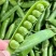 奇珍76甜脆水果豌豆种子蔓生白花绿荚秋播甜豌豆种纤维少抗