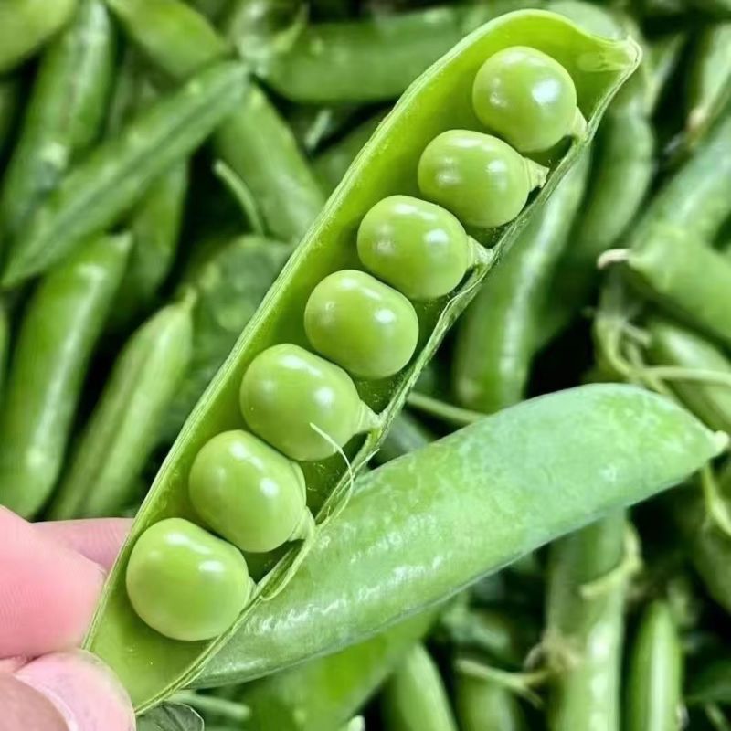 奇珍76甜脆水果豌豆种子蔓生白花绿荚秋播甜豌豆种纤维少抗