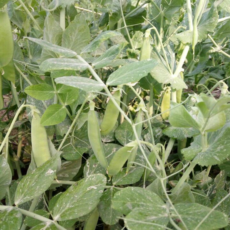 奇珍76甜脆水果豌豆种子蔓生白花绿荚秋播甜豌豆种纤维少抗