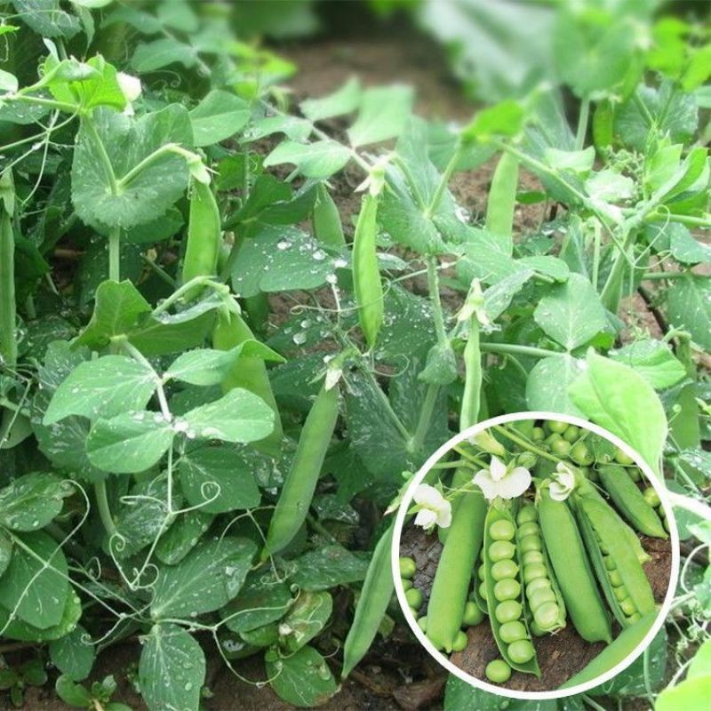 奇珍76甜脆水果豌豆种子蔓生白花绿荚秋播甜豌豆种纤维少抗
