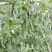 奇珍76甜脆水果豌豆种子蔓生白花绿荚秋播甜豌豆种纤维少抗