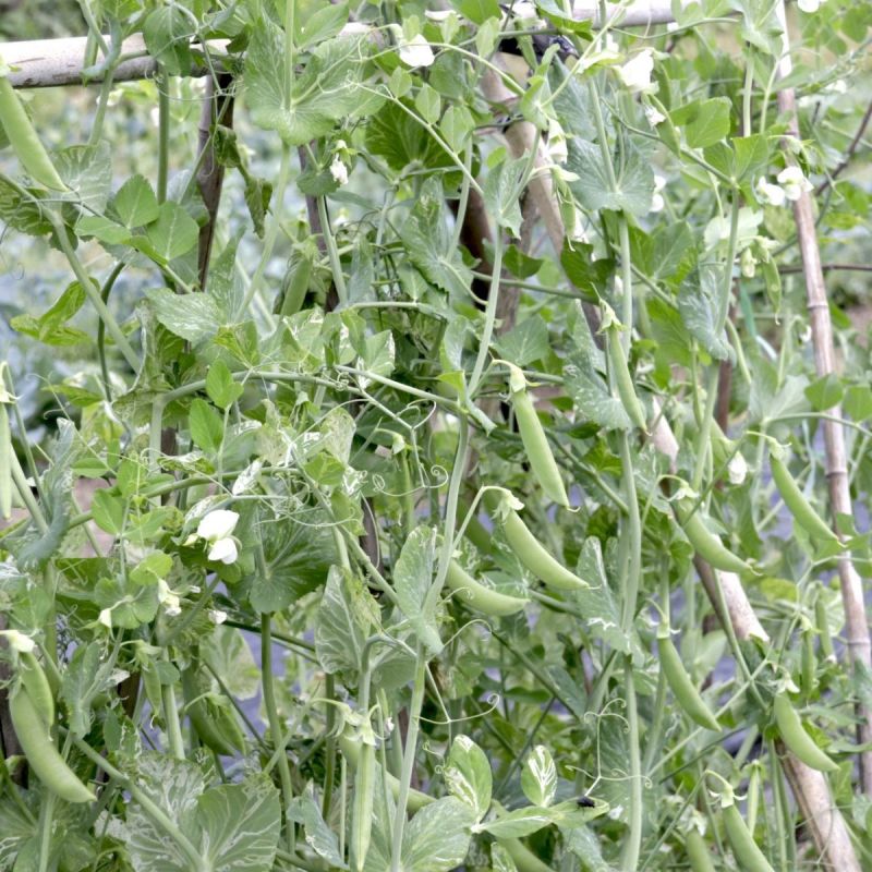 奇珍76甜脆水果豌豆种子蔓生白花绿荚秋播甜豌豆种纤维少抗