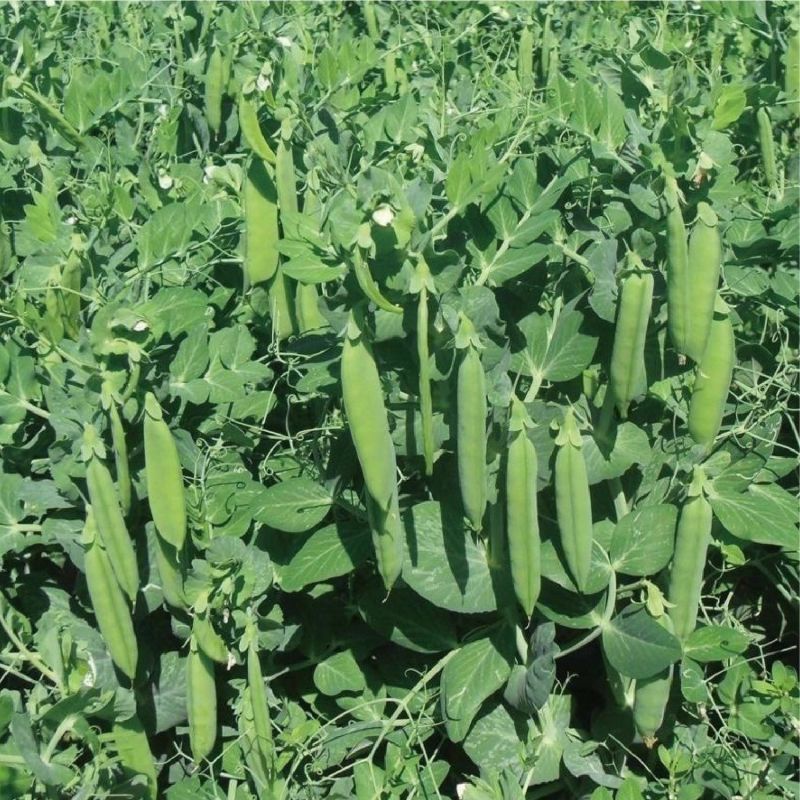 奇珍76甜脆水果豌豆种子蔓生白花绿荚秋播甜豌豆种纤维少抗