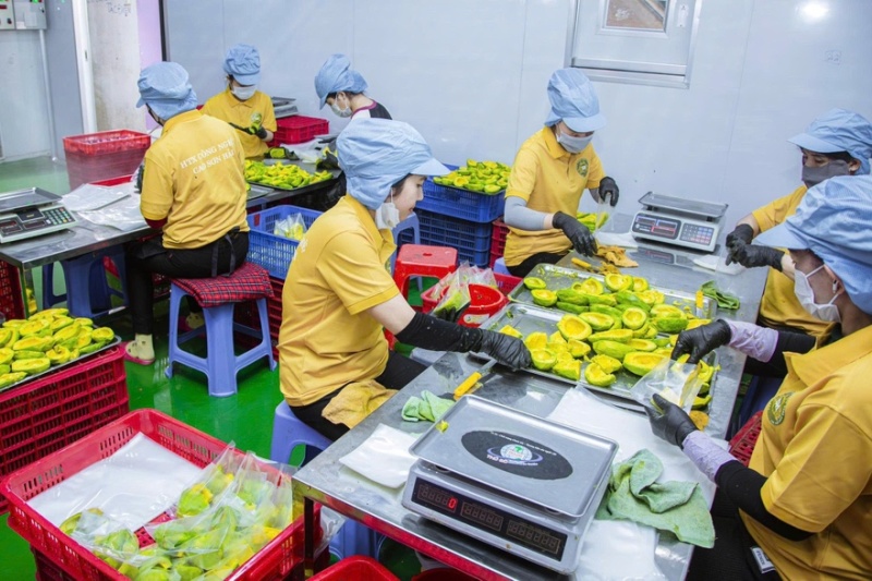 牛油果牛油鲜果果肉加工满足客户所有需求