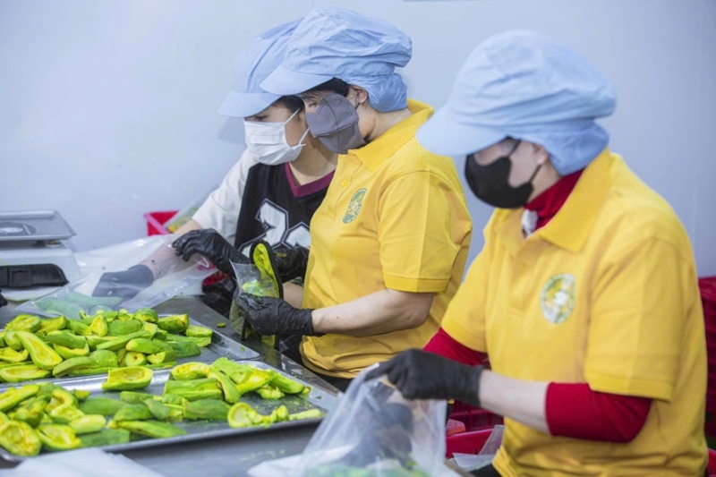 牛油果牛油鲜果果肉加工满足客户所有需求