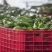 牛油果牛油鲜果果肉加工满足客户所有需求