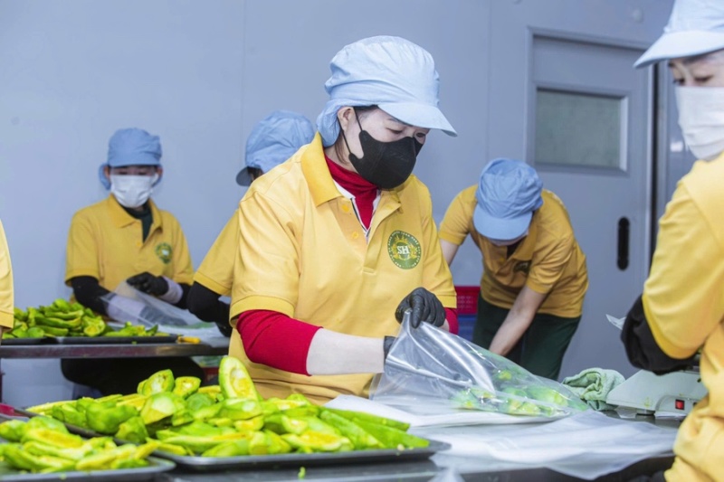 牛油果牛油鲜果果肉加工满足客户所有需求