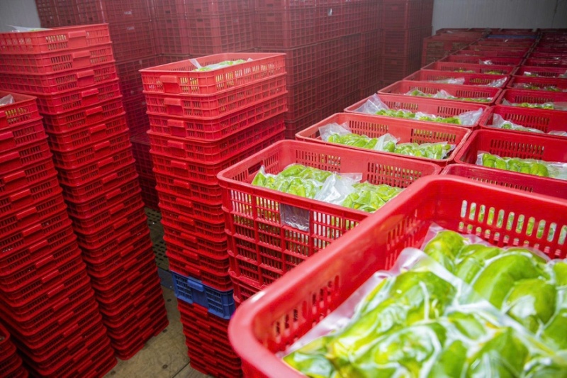 牛油果牛油鲜果果肉加工满足客户所有需求