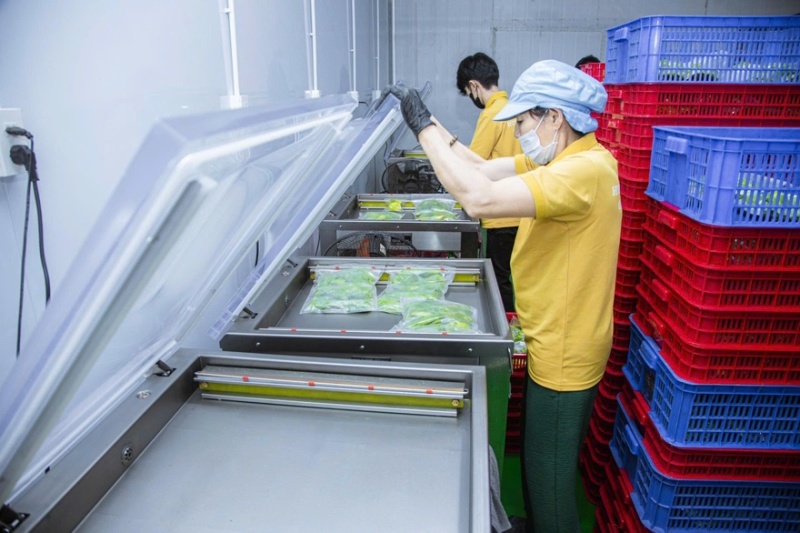 牛油果牛油鲜果果肉加工满足客户所有需求