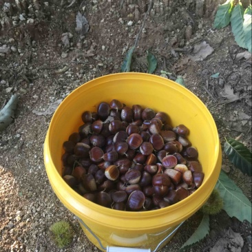板栗🌰