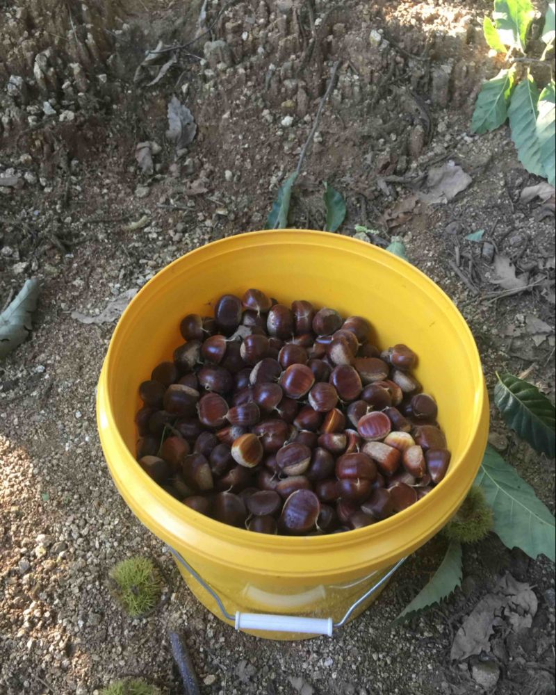 板栗🌰