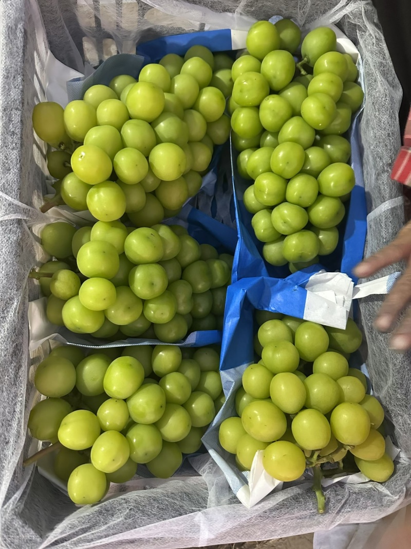 阳光玫瑰葡萄价格阳光玫瑰葡萄产地批发优质阳光玫瑰葡萄