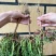牡丹玫红王太阳花老桩