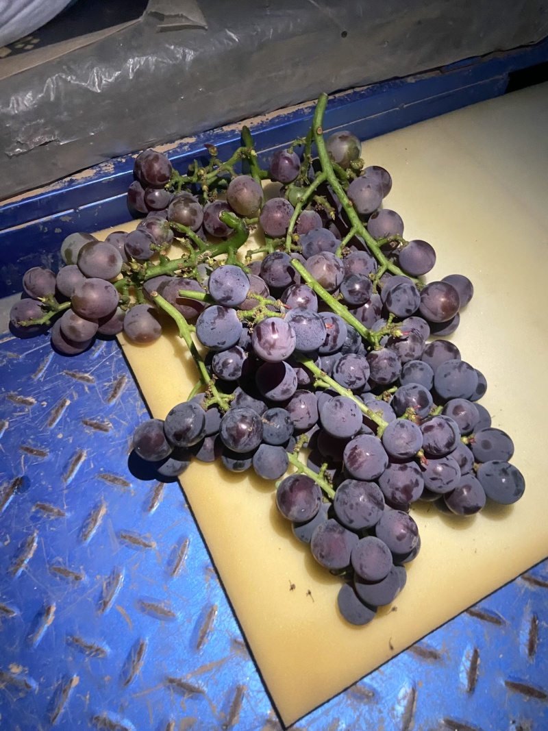 露天头茬巨峰葡萄