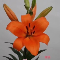 基地繁育甜百合种球，抗病能力强，生长速度快，产量高