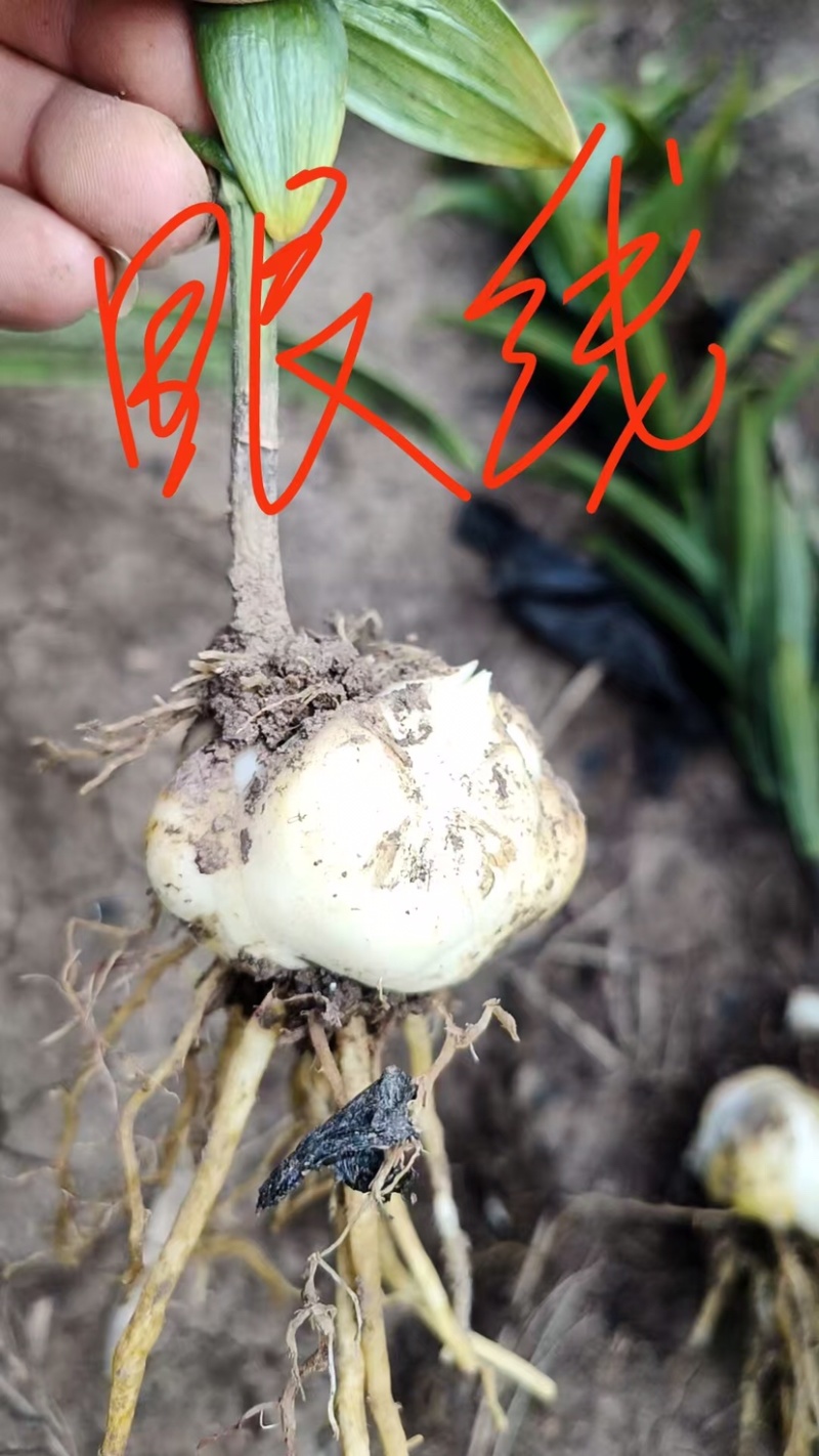 基地繁育甜百合种球，抗病能力强，生长速度快，产量高