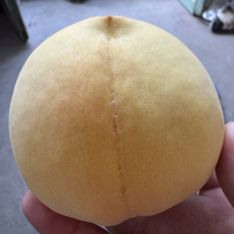 沂源黄金桃