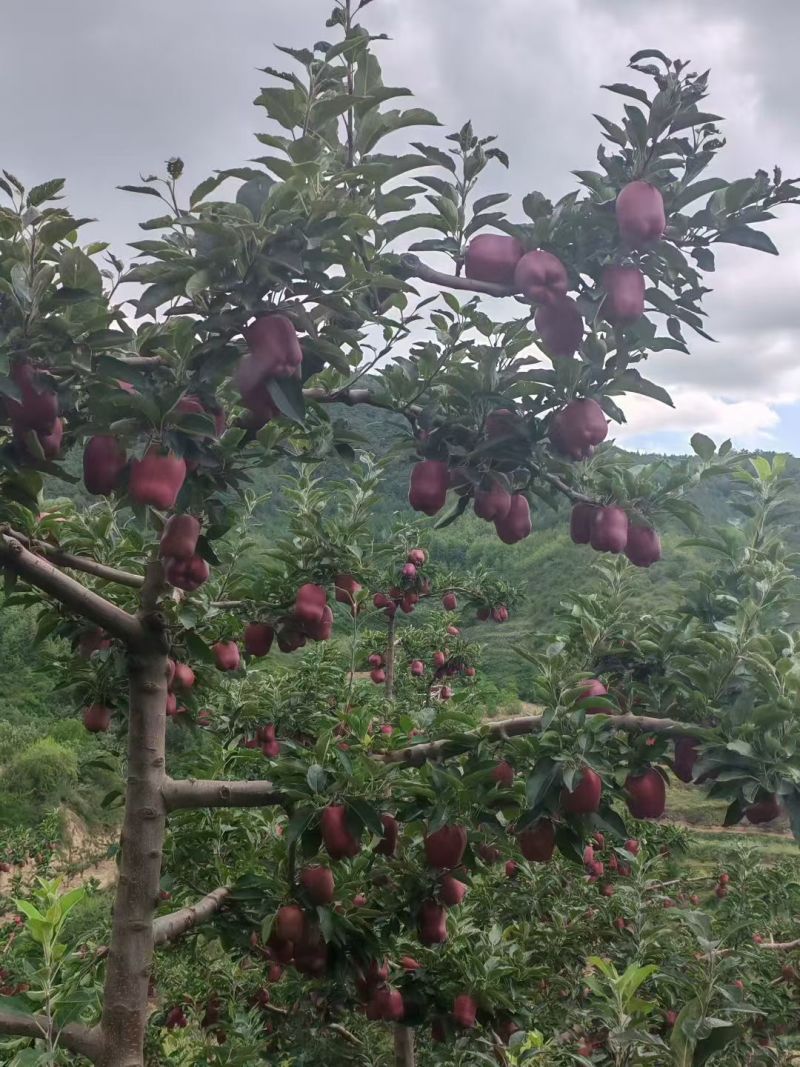 套袋花牛光果花牛