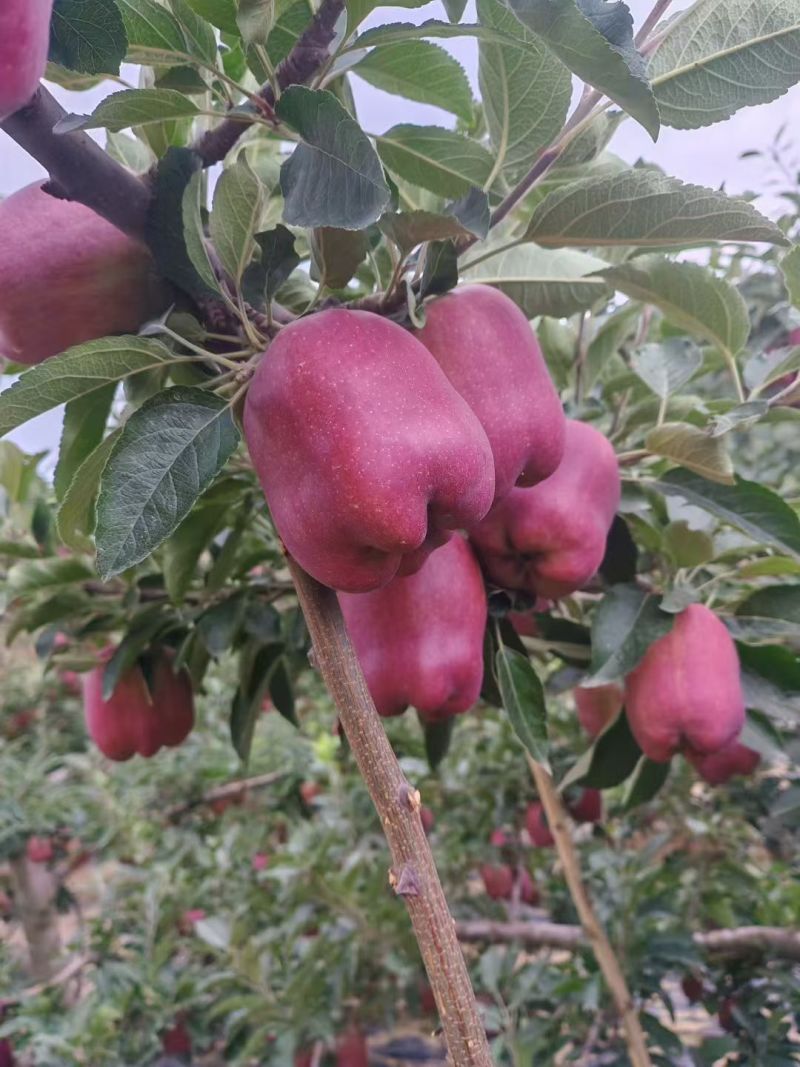 套袋花牛光果花牛