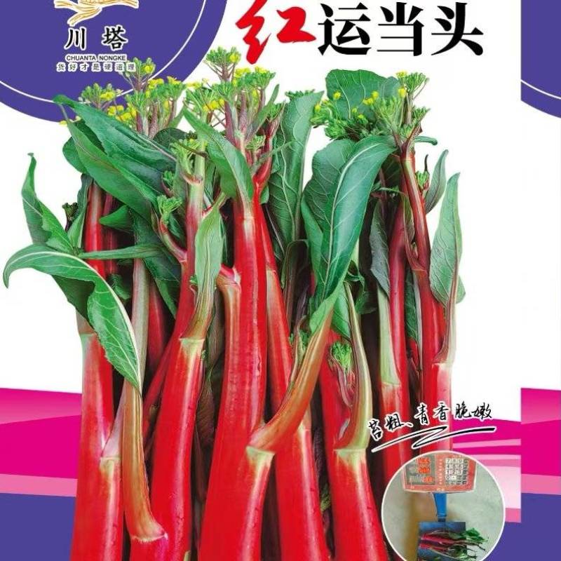 菜苔种子红运当头鲜红色油亮型红油菜苔早熟卖相好