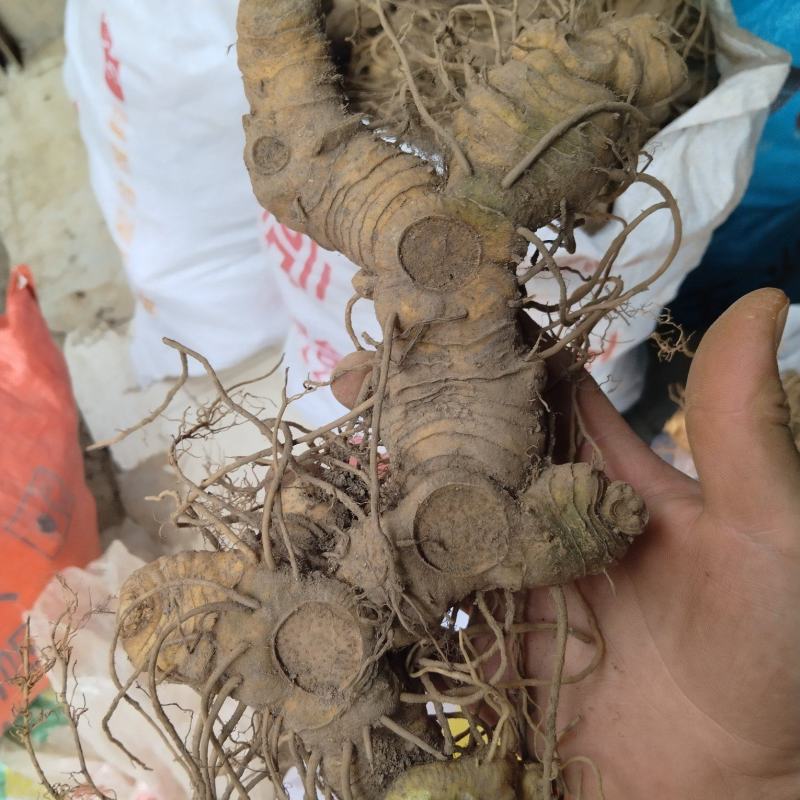 多花姜型黄精