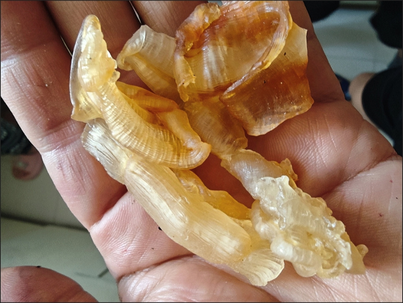 精选凤尾胶红鳘鱼胶鱼胶鱼肚花胶干货红鱼胶滋补品