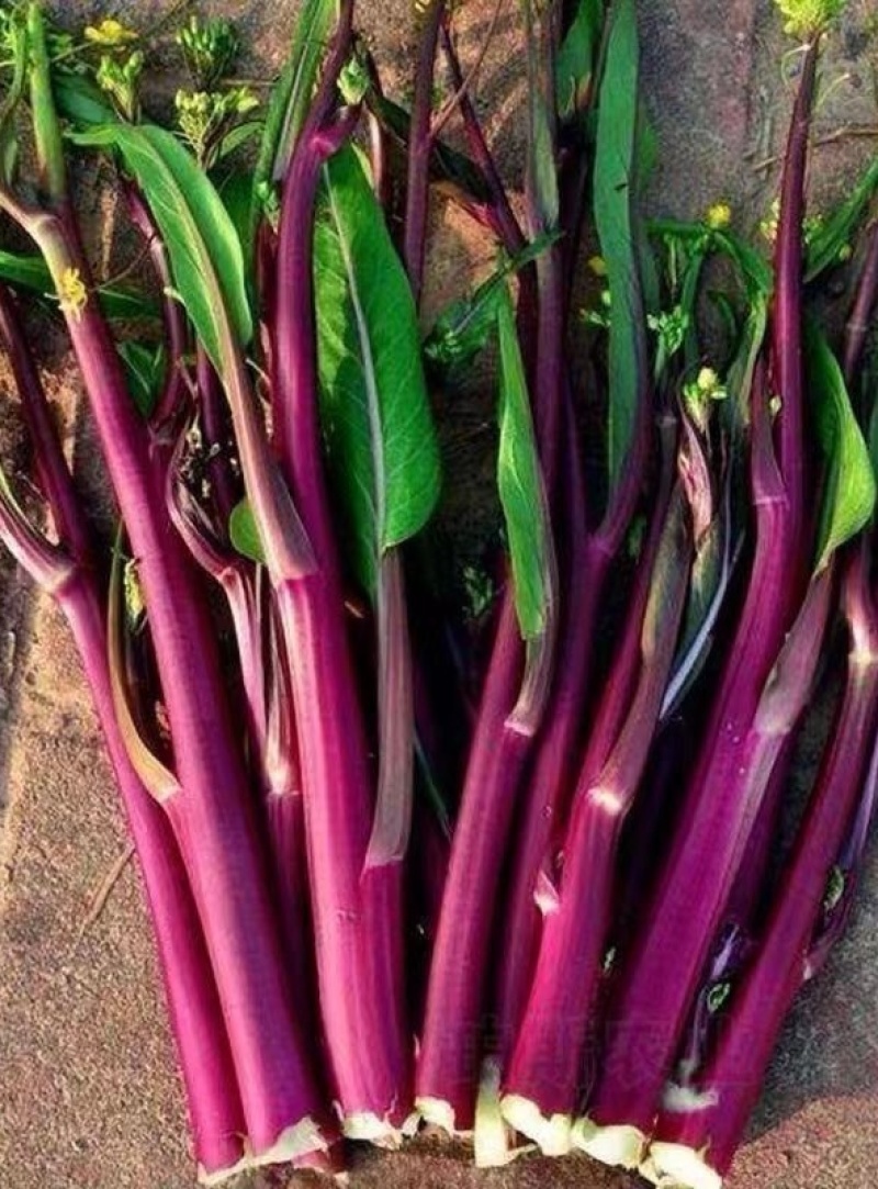 菜苔种子红运当头鲜红色油亮型红油菜苔早熟卖相好