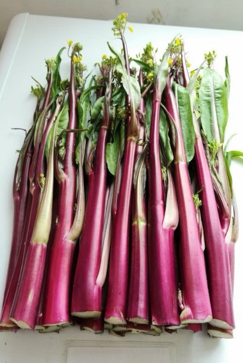 菜苔种子红运当头鲜红色油亮型红油菜苔早熟卖相好