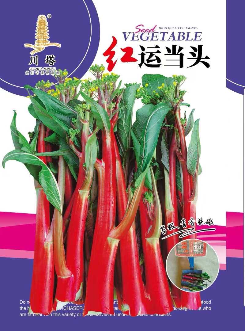 菜苔种子红运当头鲜红色油亮型红油菜苔早熟卖相好