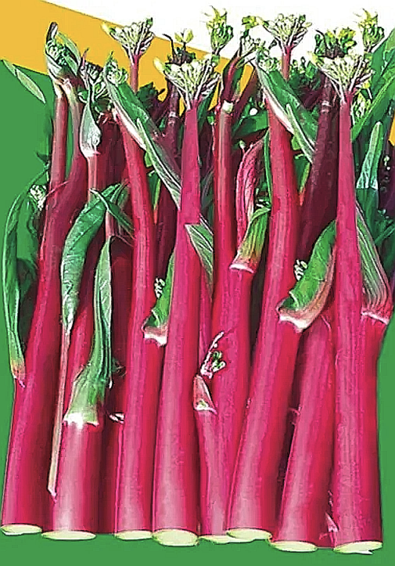 菜苔种子红运当头鲜红色油亮型红油菜苔早熟卖相好