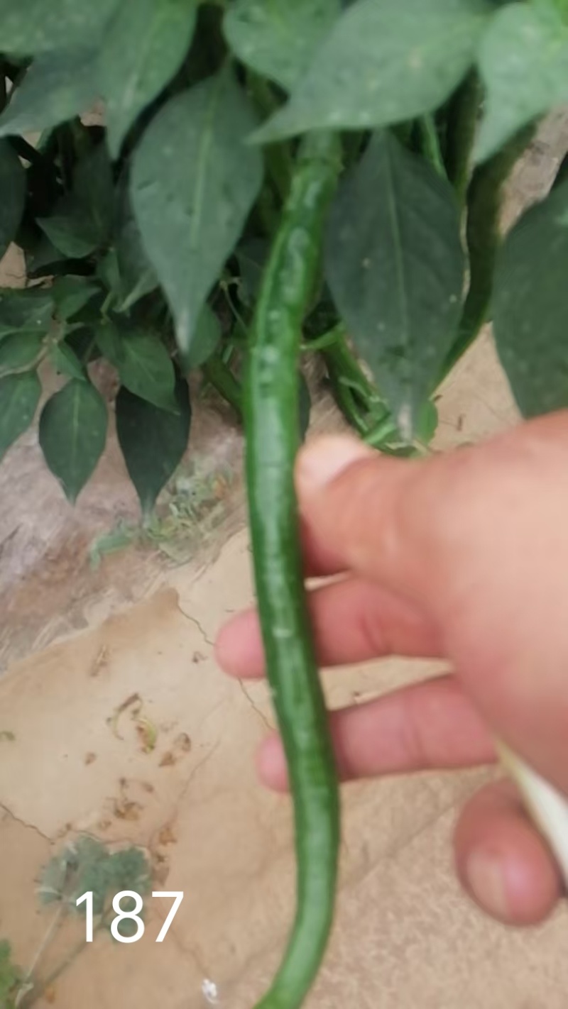 宁夏彭阳县线椒三号采摘开始