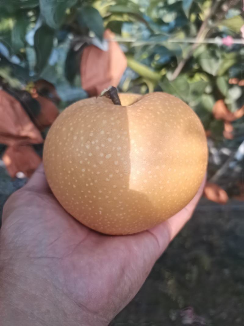 表光，糖分，90往上