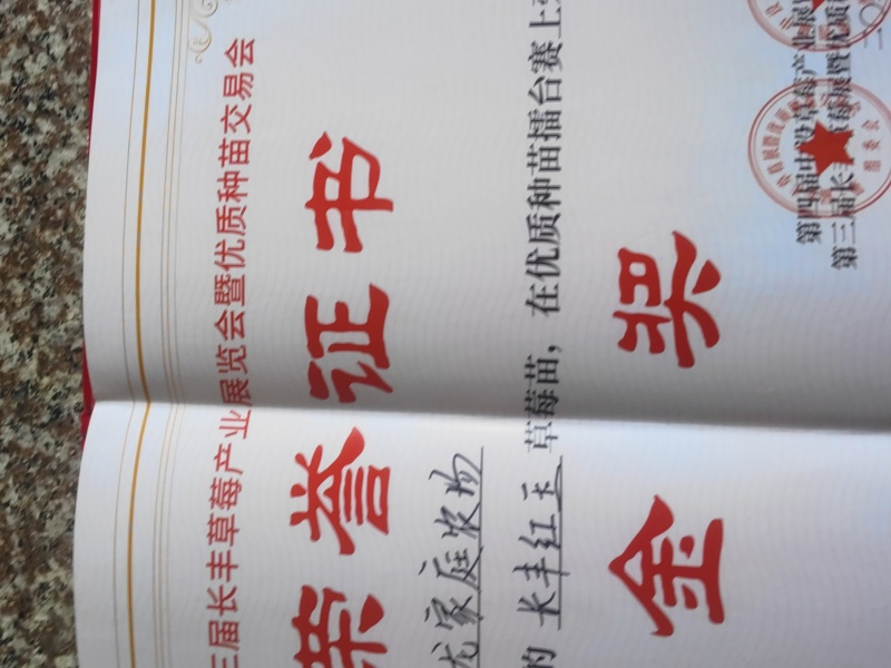 长丰红玉草莓苗徽煌草莓苗