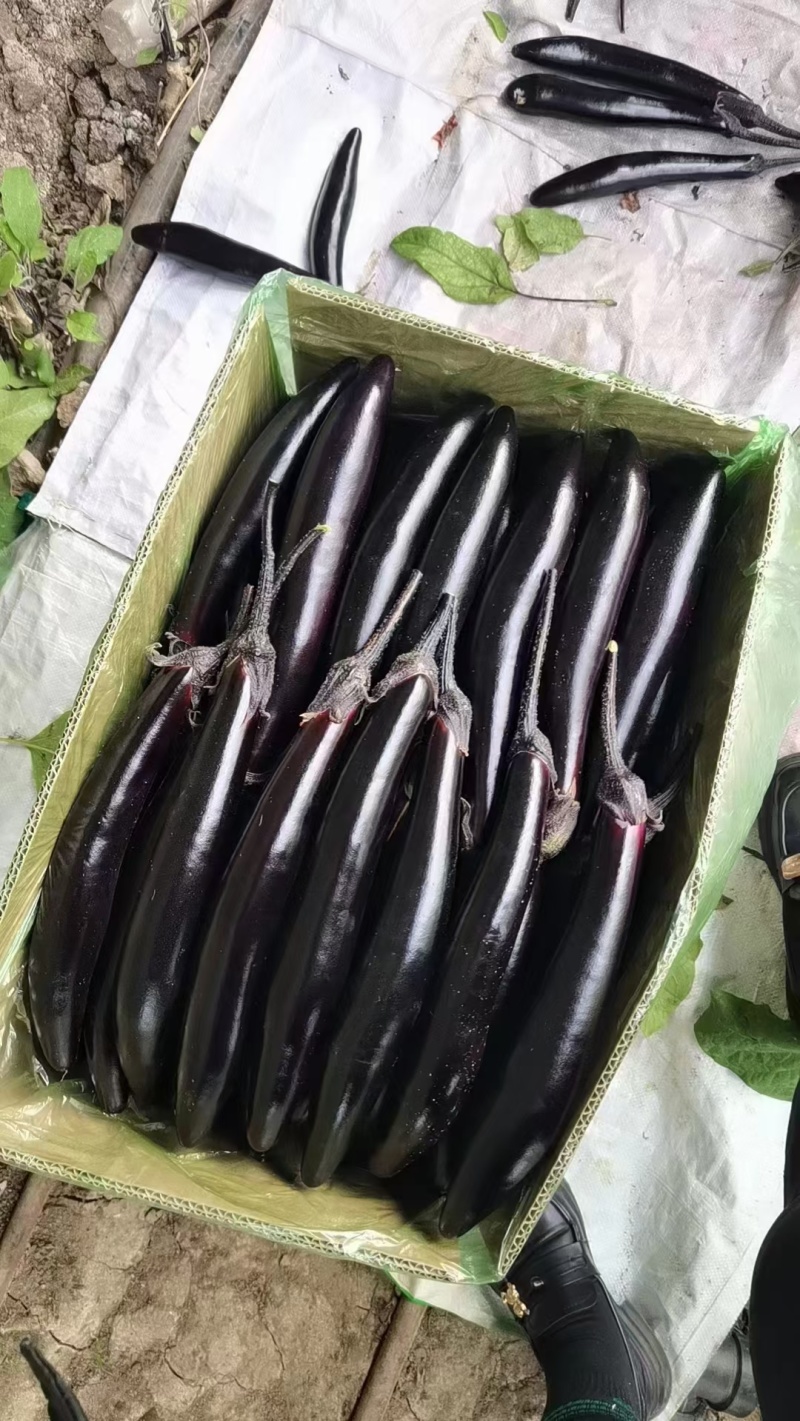 辽宁暖棚紫长茄子，紫力人602，精品紫库茄子大量上市，
