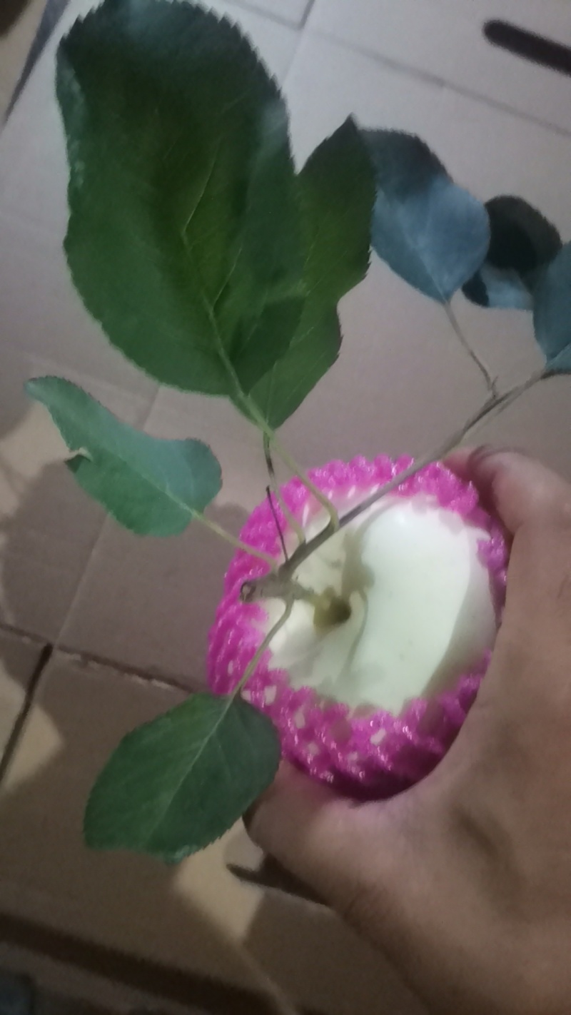 早熟奶油富士偏酸口味