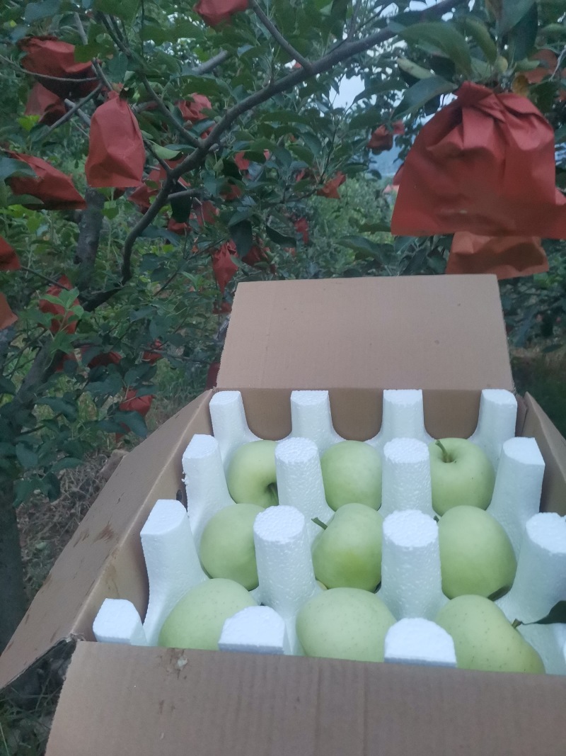 早熟奶油富士偏酸口味