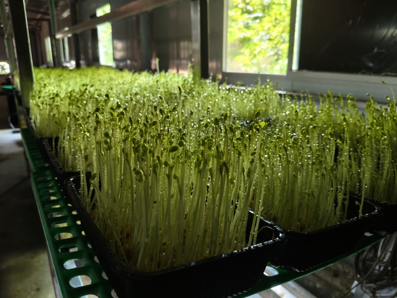 高山饮用矿泉水培豌豆芽苗菜